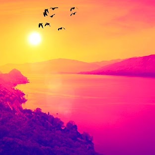 Sunset Birds Flying Live Video Wallpaper